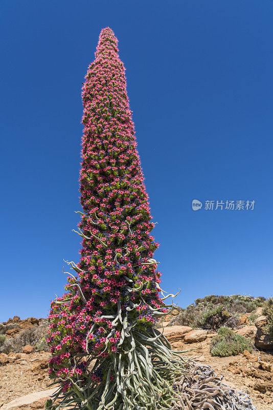 Tajinaste Red Tenerife， Echium Wildpretii